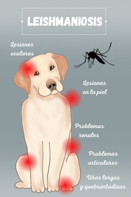 Illustration of a dog with red spots indicating Leishmaniasis symptoms: ocular, skin lesions, renal/joint problems, and brittle nails. A mosquito is shown.
