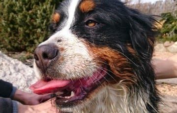 Bernese mountain dog with open mouth, panting, with black, white, and brown fur.