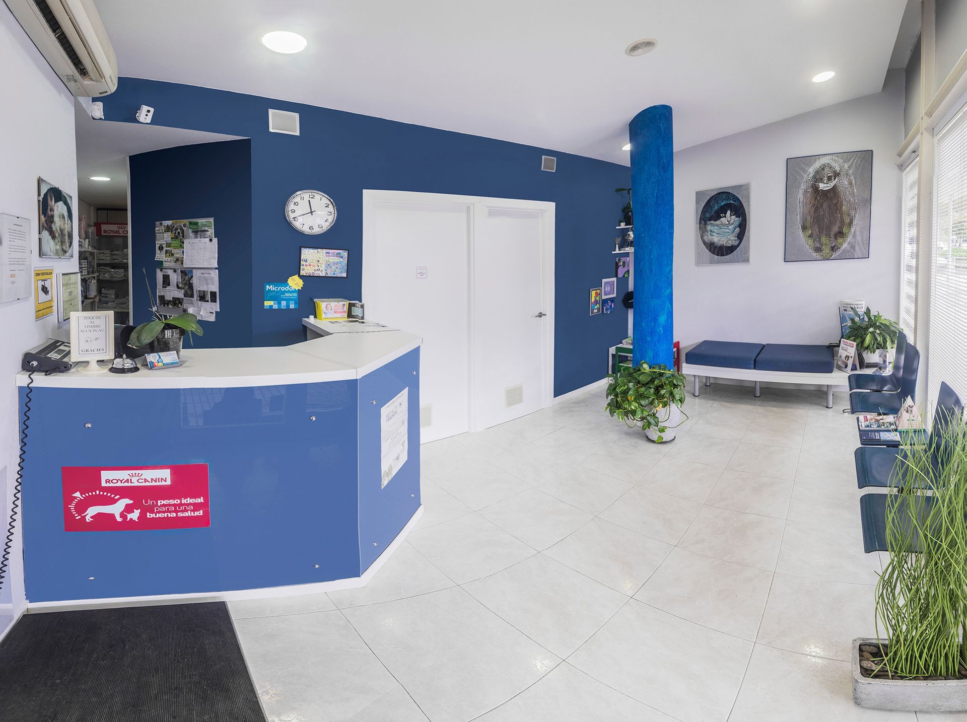 Área de recepción de clínica veterinaria con paredes azules, mostrador blanco, asientos y plantas en macetas.