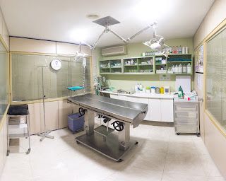 Veterinary operating room with steel table, surgical lights, cabinets with supplies, and a window.