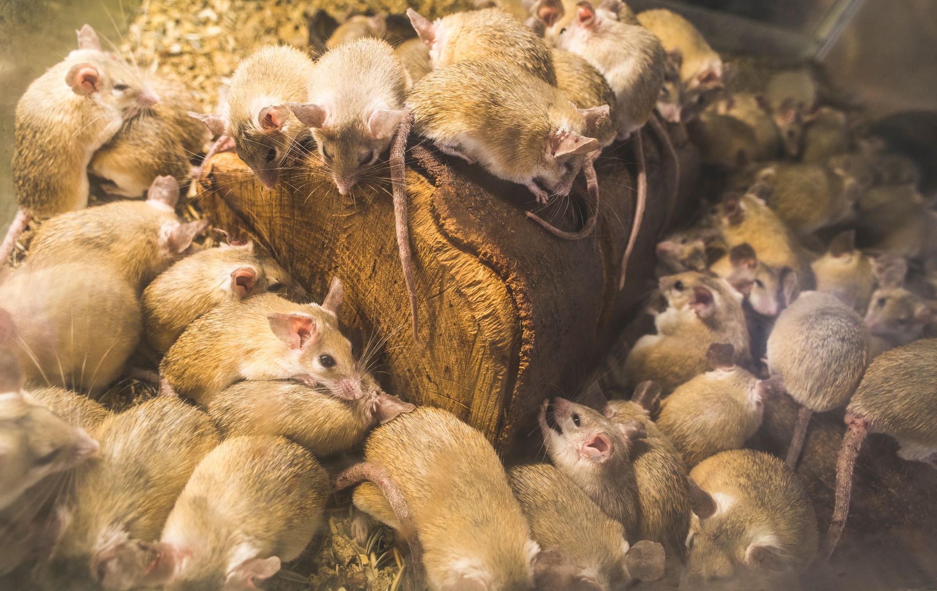 Lien vers la page Dératisation