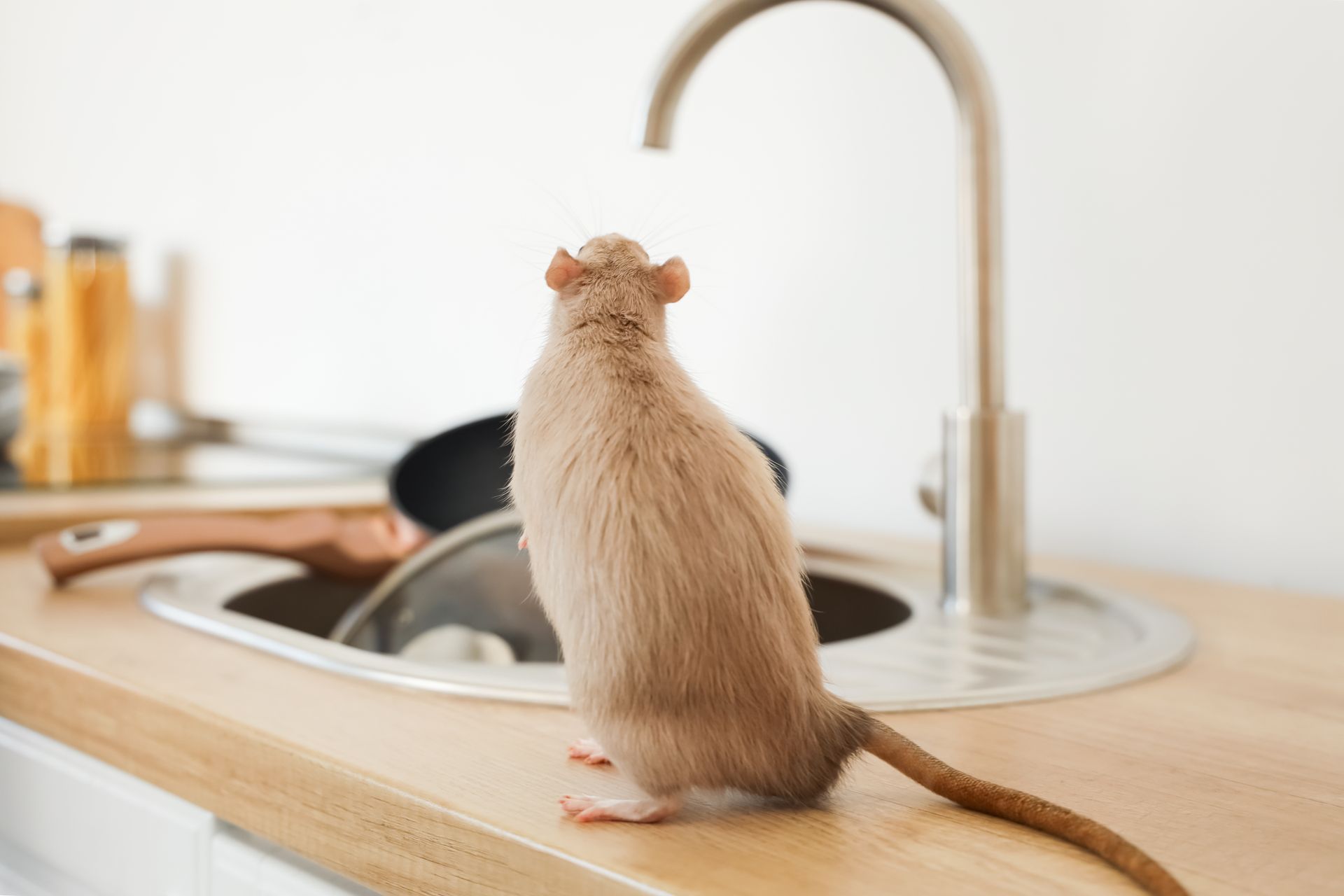 Une boule de poils sur un plan de travail devant le robinet
