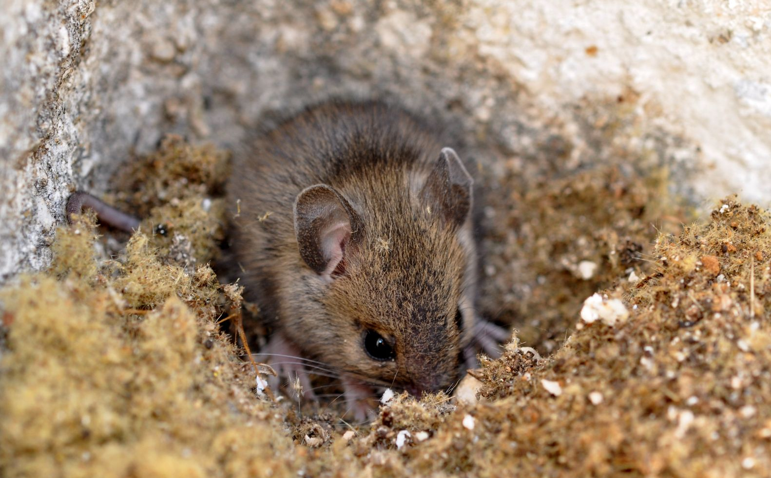 Une souris dans un trou