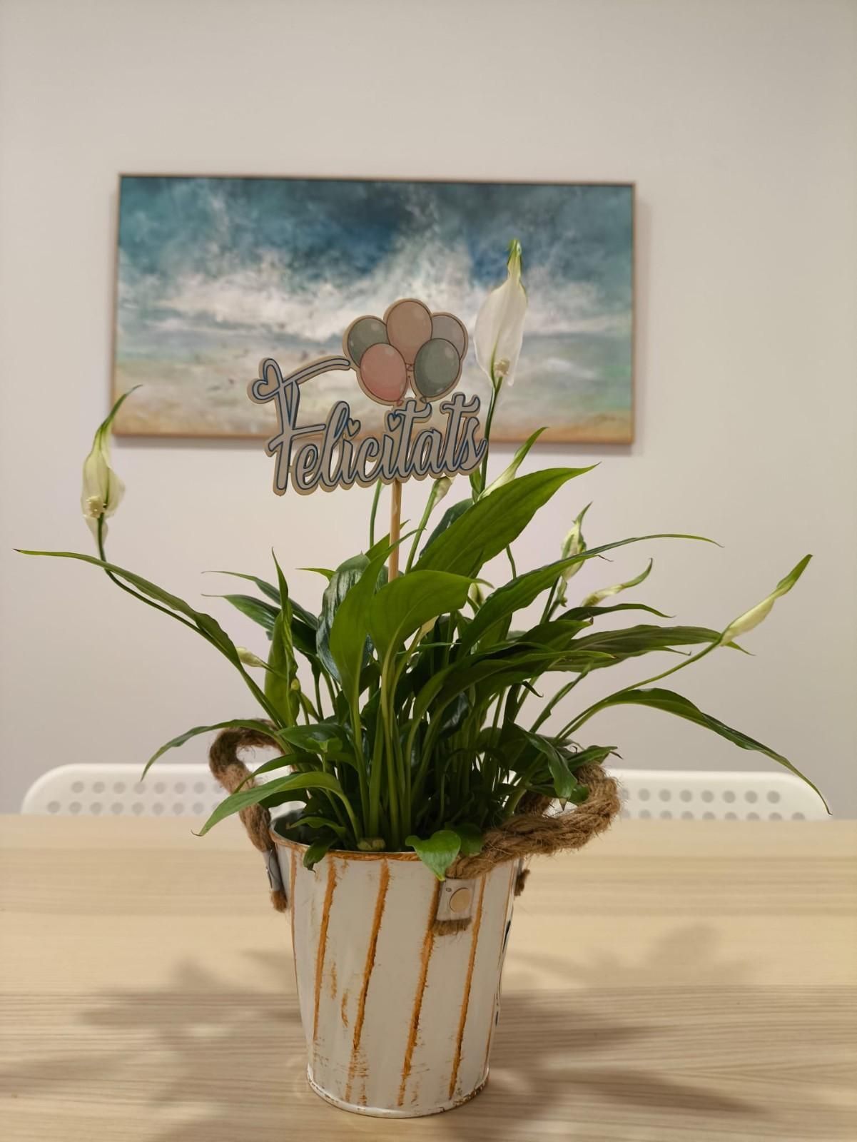 Una planta de lirio de la paz en un cubo de metal a rayas con un letrero que dice 