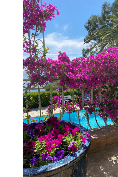 Une plante en pot avec des fleurs violettes devant une piscine