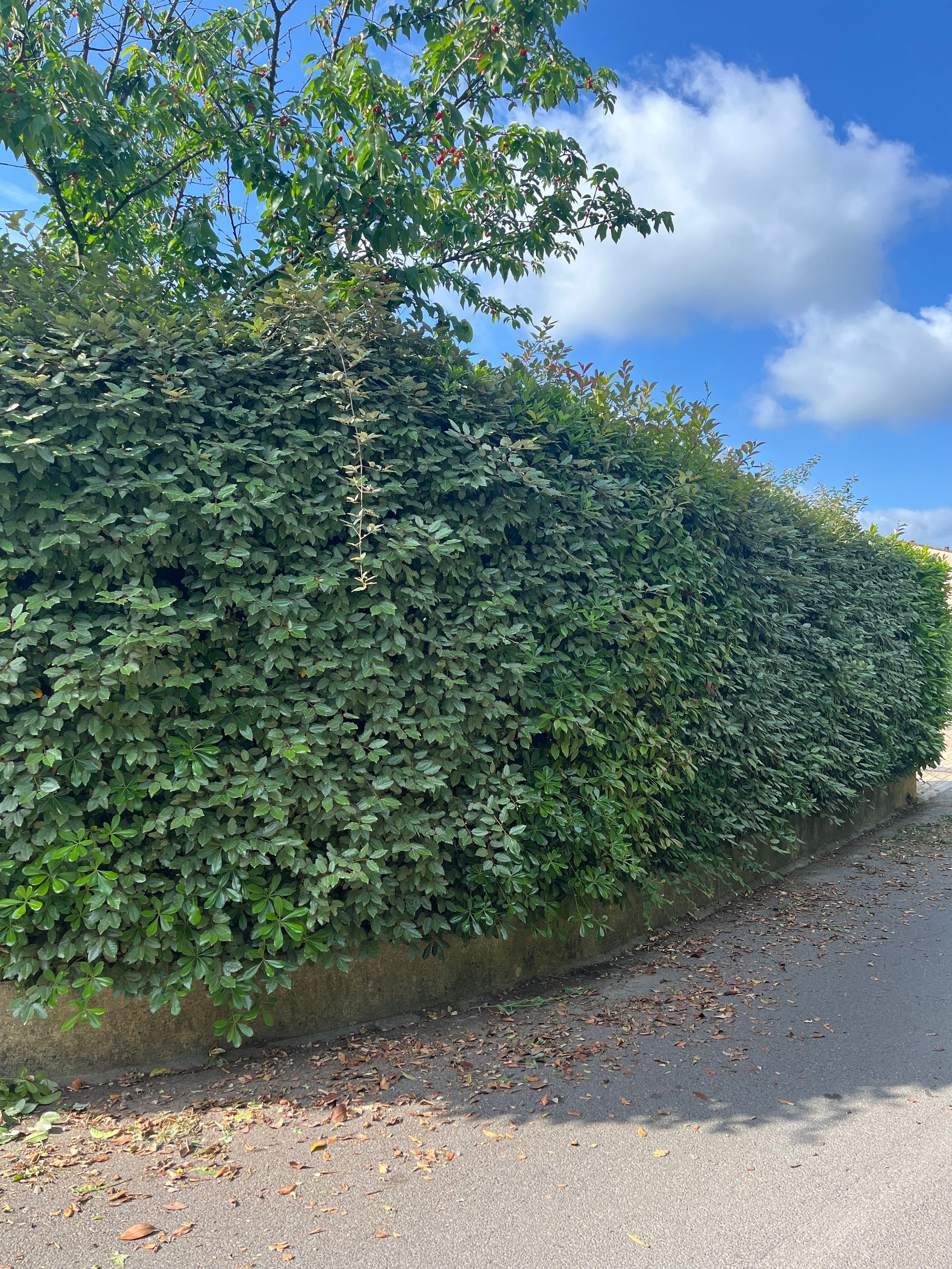 Une grande haie verte le long d'une route.