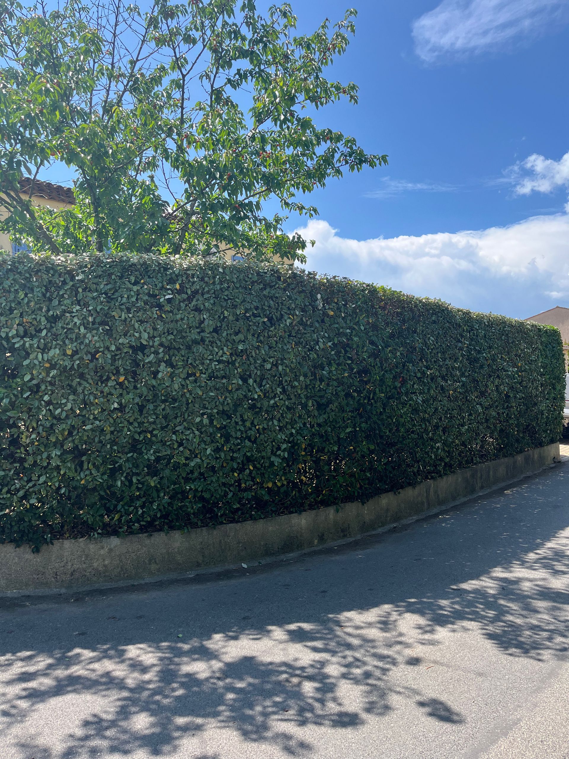 Une haie le long d'une route avec un arbre en arrière-plan.