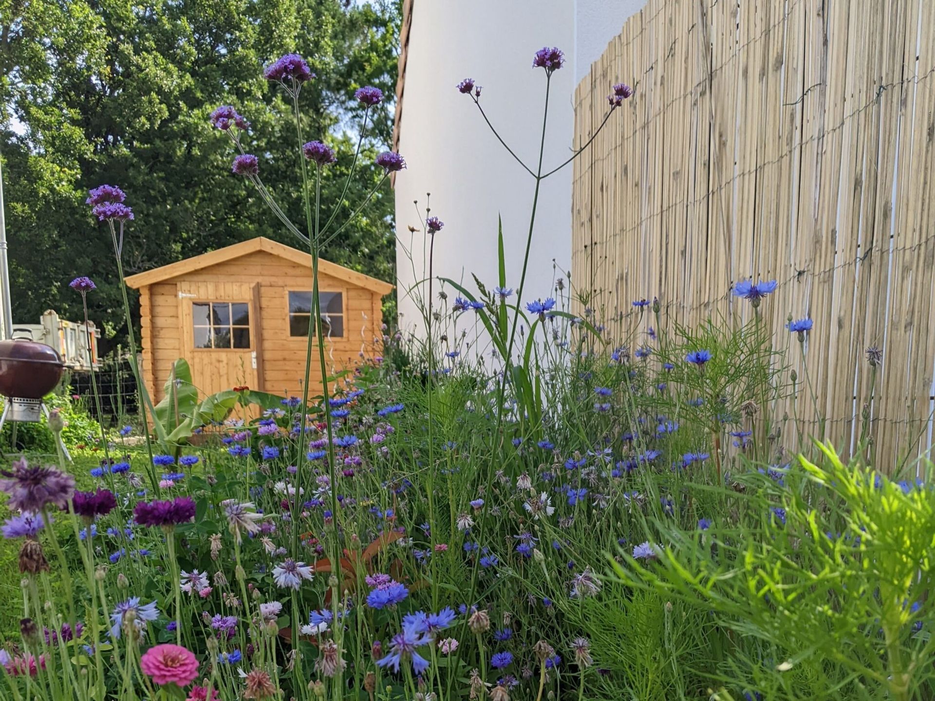 Un hangar en bois est entouré de fleurs violettes et bleues dans un jardin.