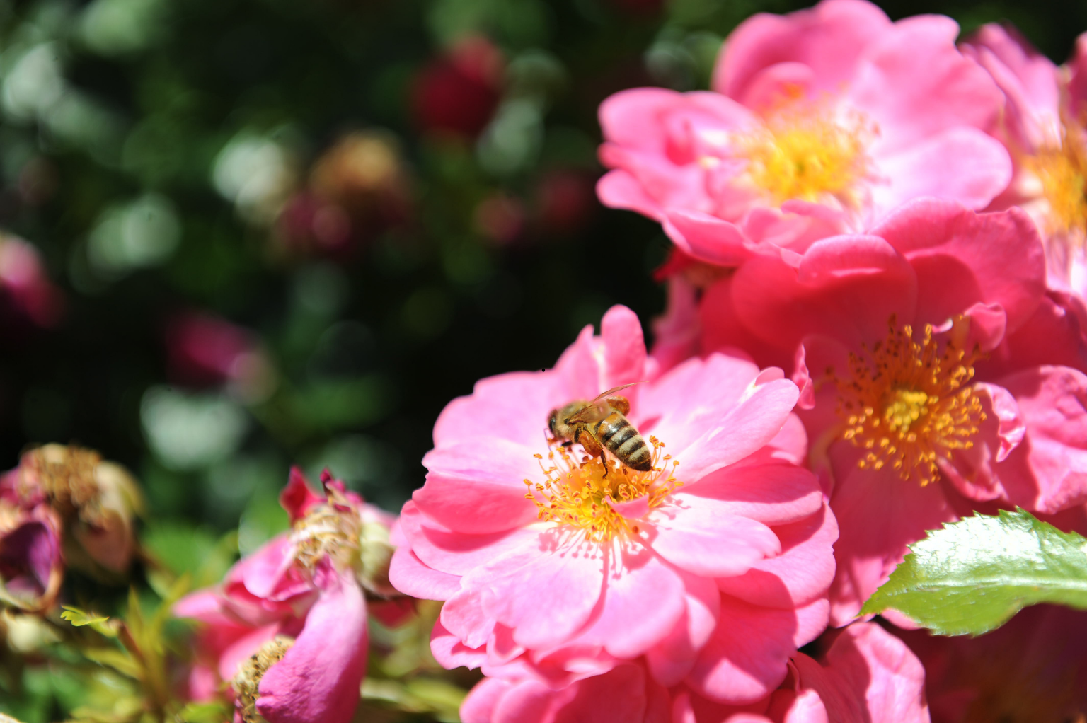 Il y a un étang au milieu du jardin entouré de plantes et de rochers.