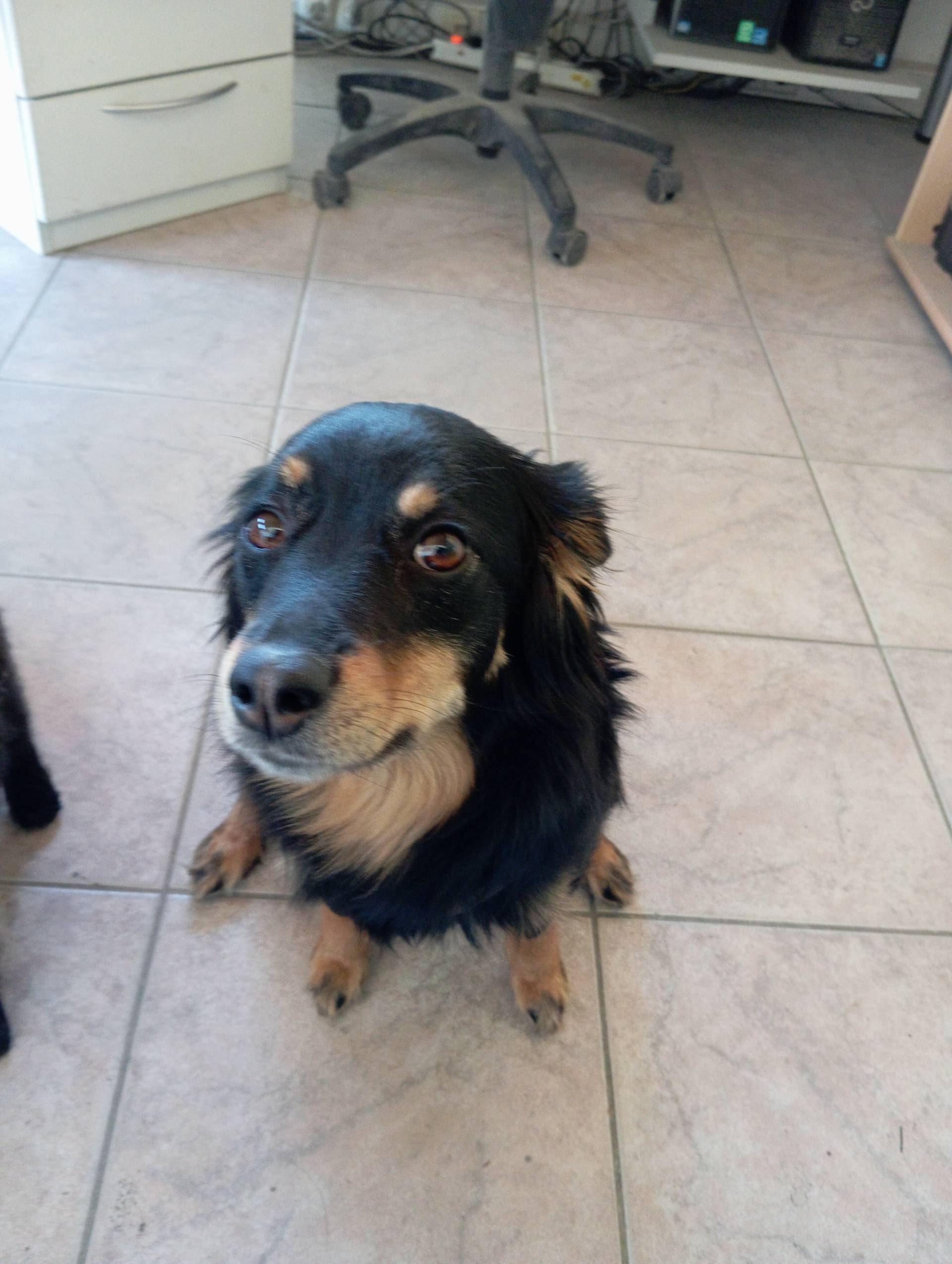 Betriebshund Ari