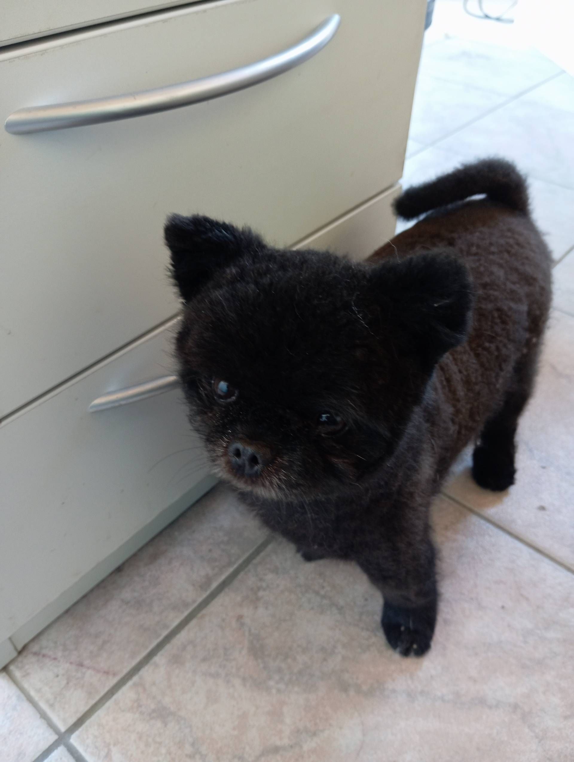 Betriebshund Nero
