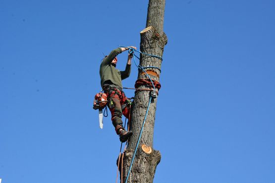 Baumpflege Simon Basel