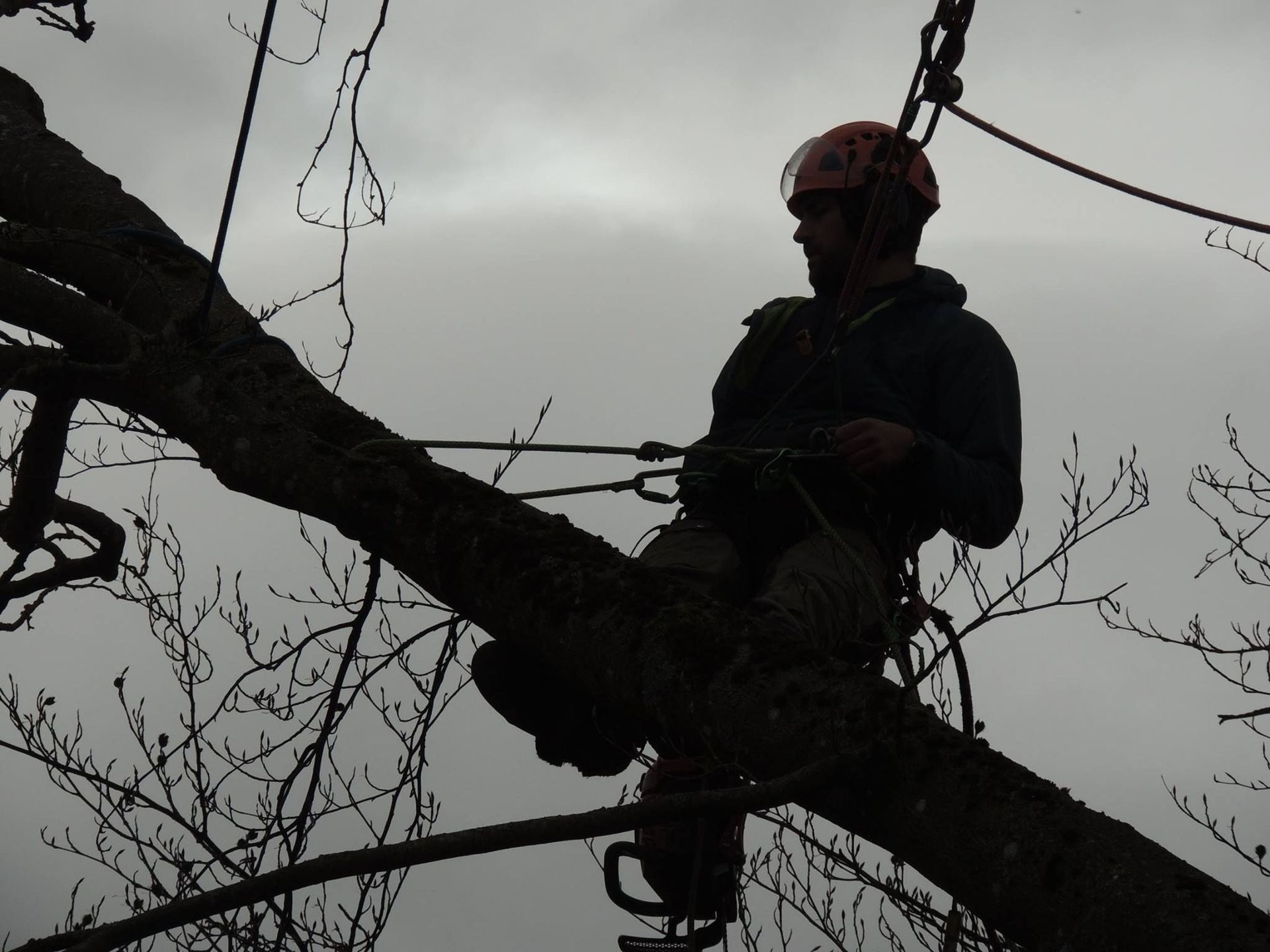 Baumpflege Simon Basel