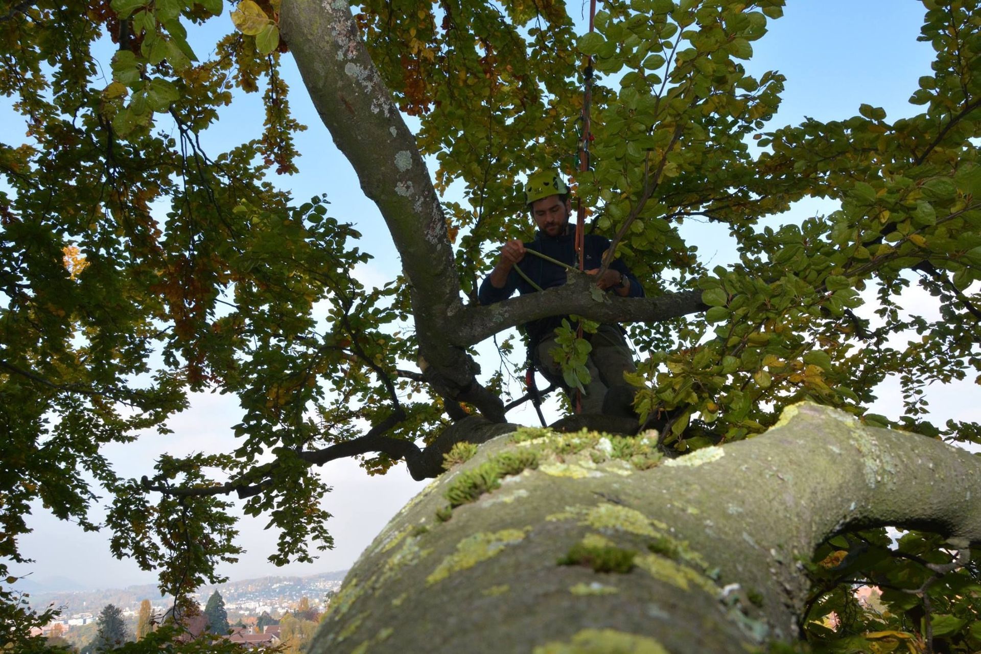 Baumpflege Simon Basel