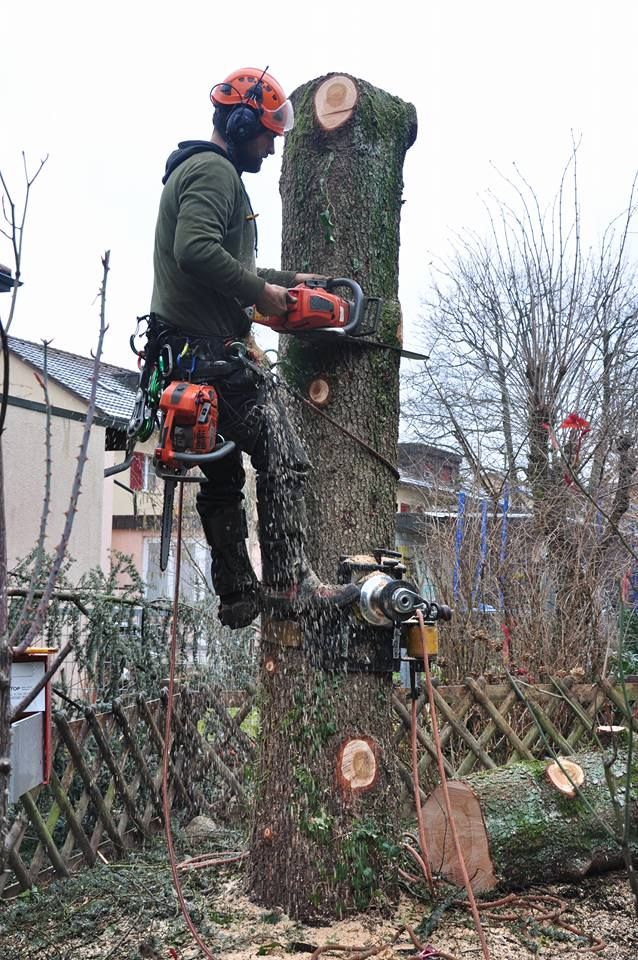 Baumpflege Simon Basel