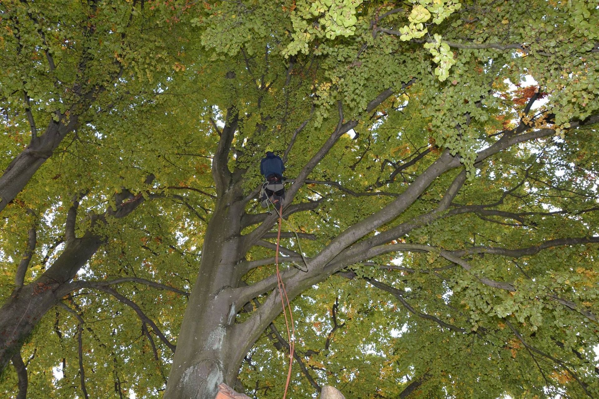 Baumpflege Simon Basel