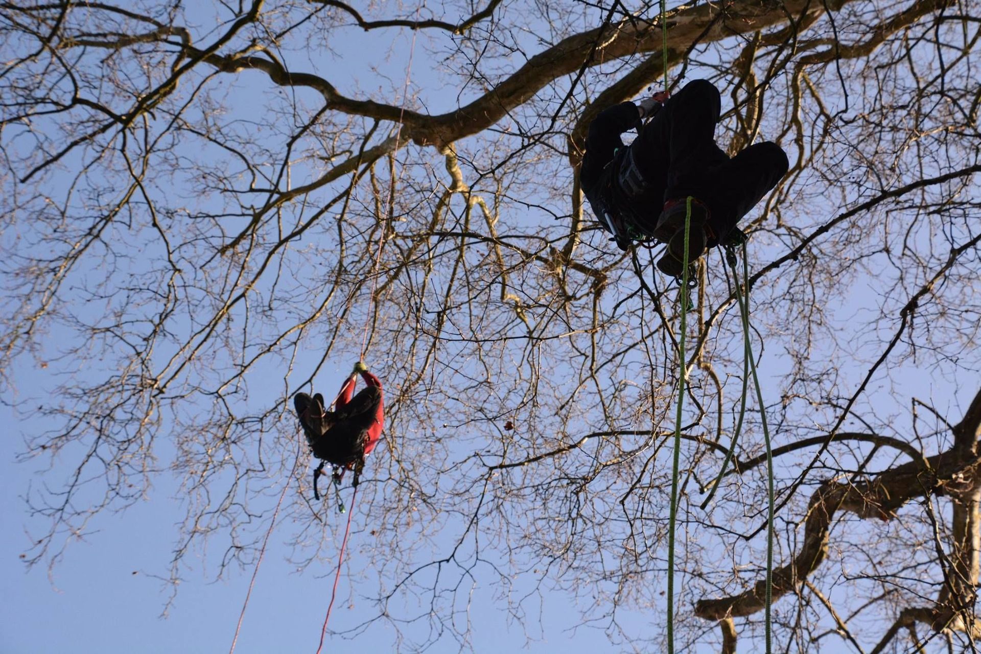 Baumpflege Simon Basel