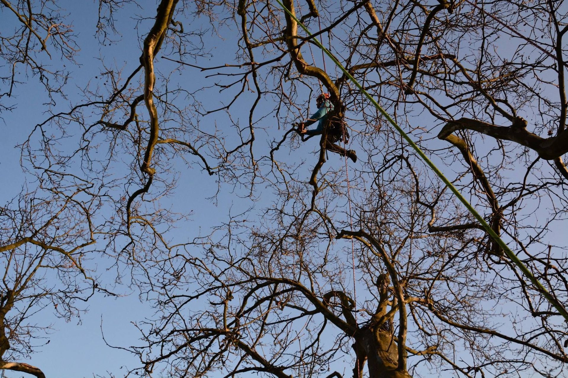 Baumpflege Simon Basel