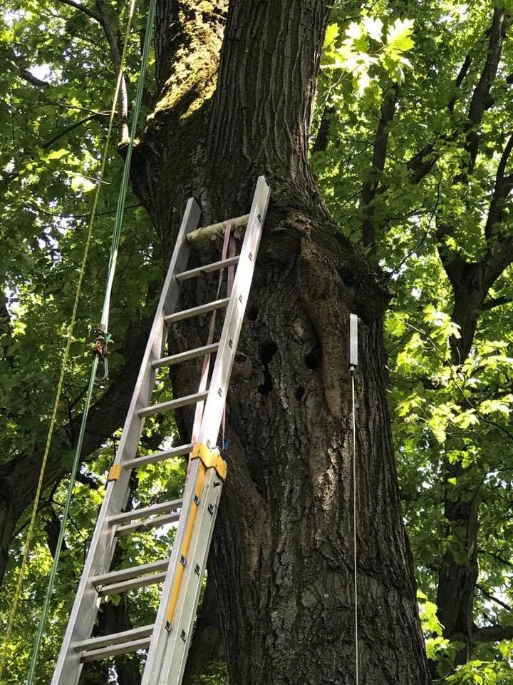 Baumpflege Simon Basel