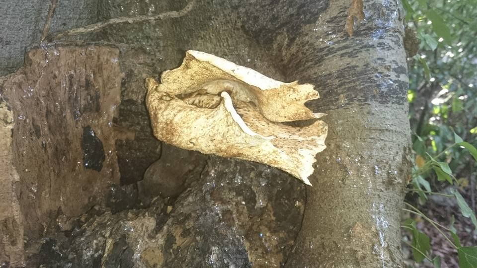 Pilzbefall - Baumpflege Simon Basel