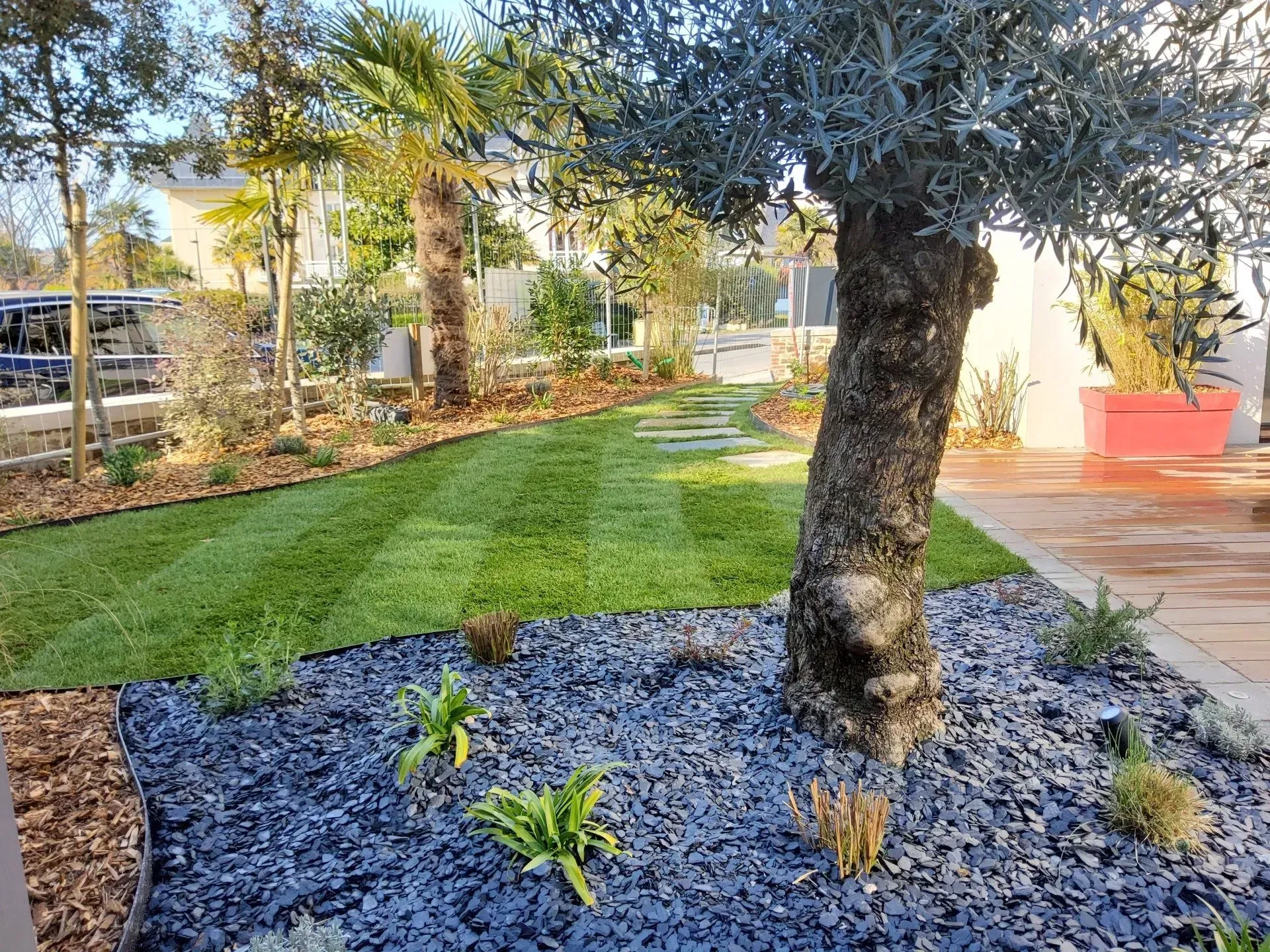 Jardin paysager avec olivier, pelouse verte et allée de pierre à la lumière du jour.