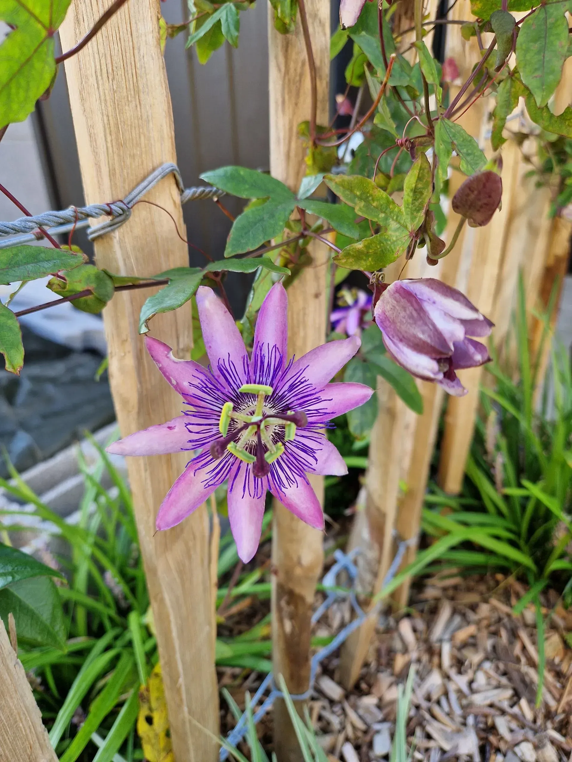 Une passiflore violette fleurit près d'une clôture en bois, le sol étant recouvert de feuilles vertes et de paillis.