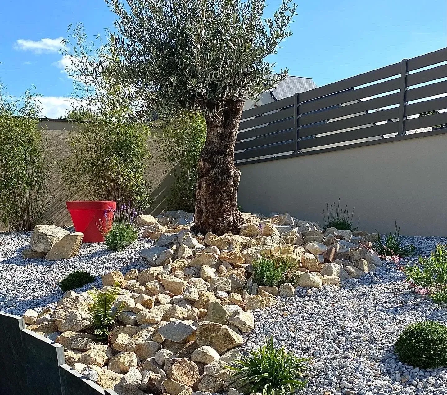Jardin de rocaille avec olivier, gravier blanc et jardinière rouge à côté d'une clôture moderne.