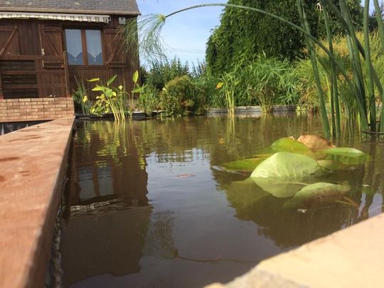 Un bassin de jardin avec des nénuphars, jouxtant une terrasse en bois et une maison, reflétant le ciel et la verdure.