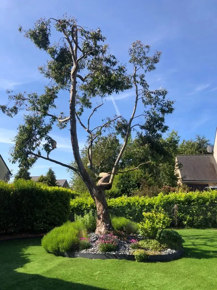Grand arbre taillé dans un jardin ensoleillé, avec des haies vertes, un parterre de fleurs et des maisons en arrière-plan.