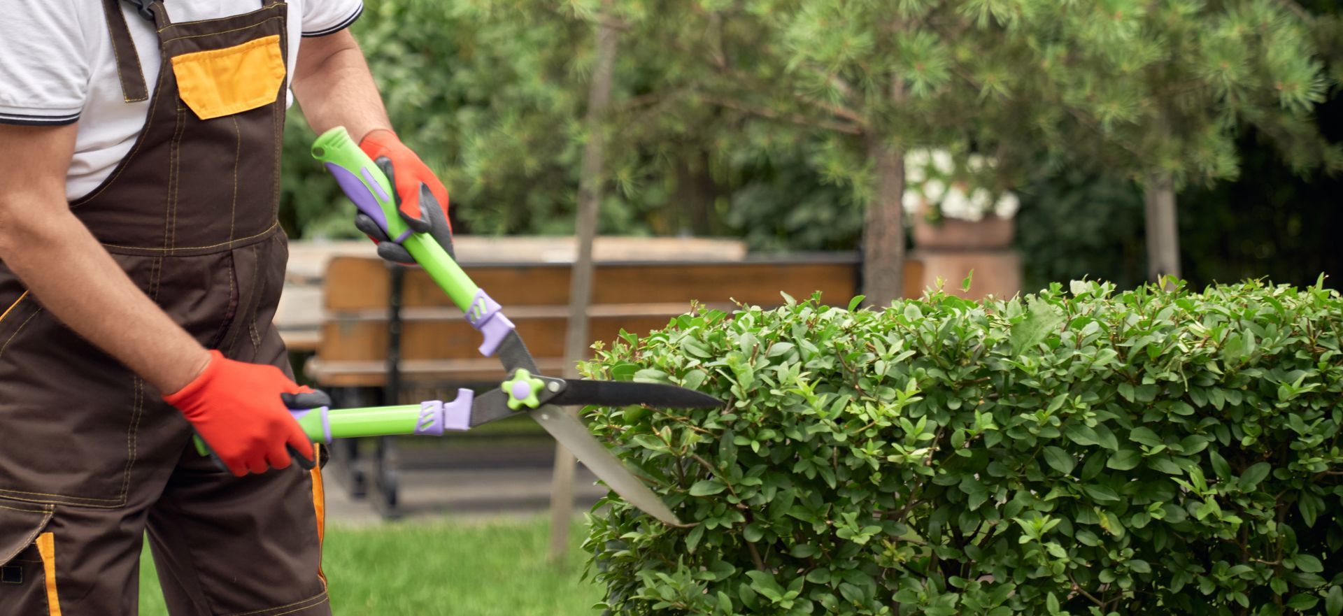 Une personne taille une haie verte avec des cisailles électriques et des gants dans un jardin.