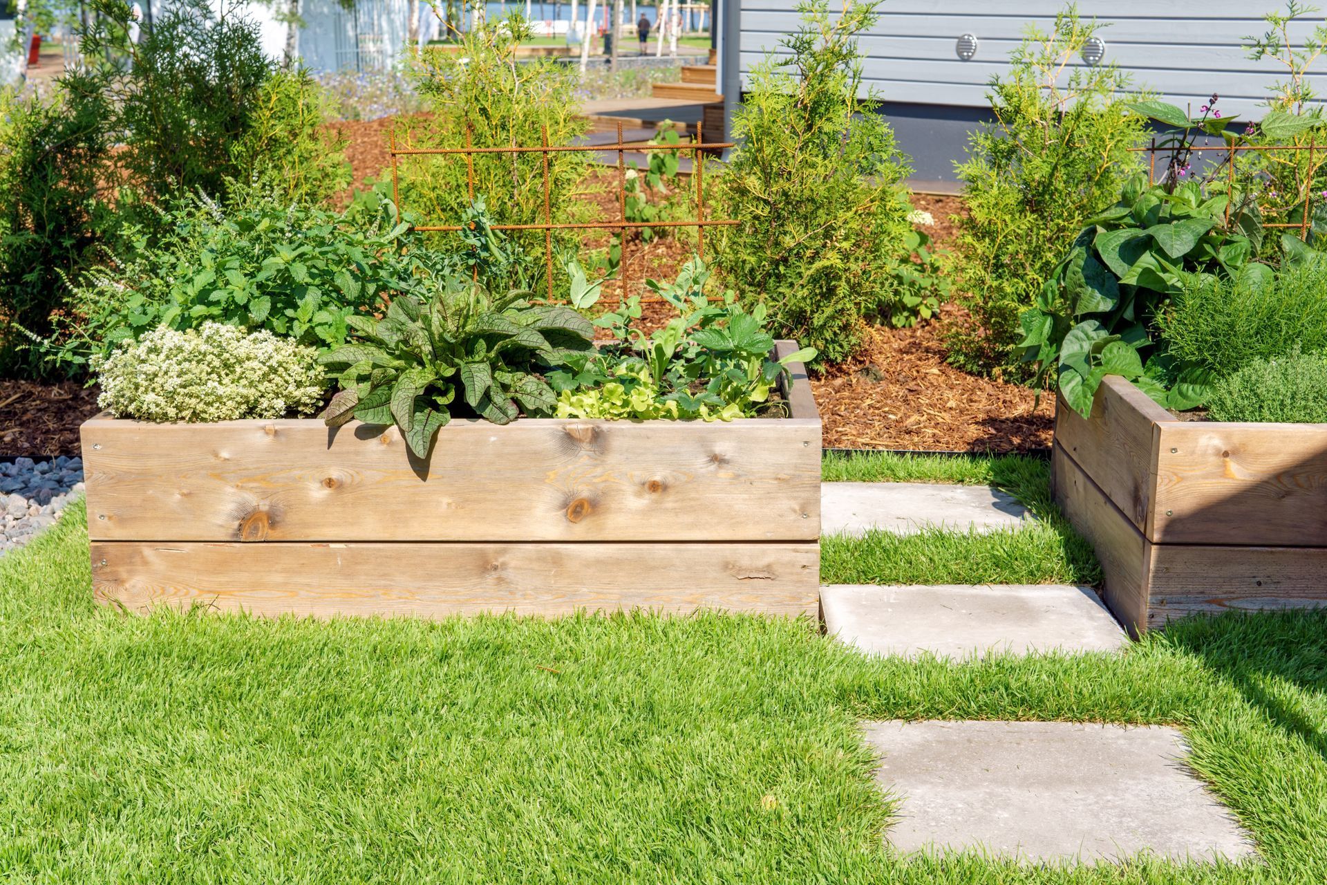 Jardinières surélevées en bois avec plantes vertes, bordées d'une pelouse et de dalles de jardin.