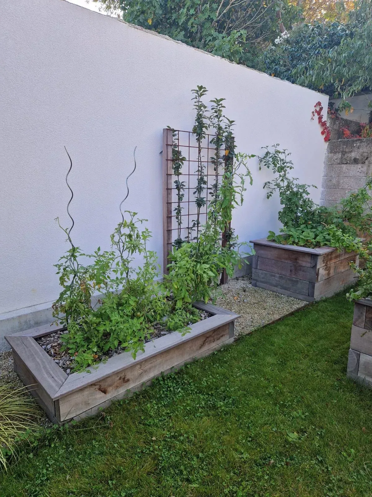 Jardinière de cour arrière avec de hautes plantes vertes se détachant sur un mur blanc et une pelouse.