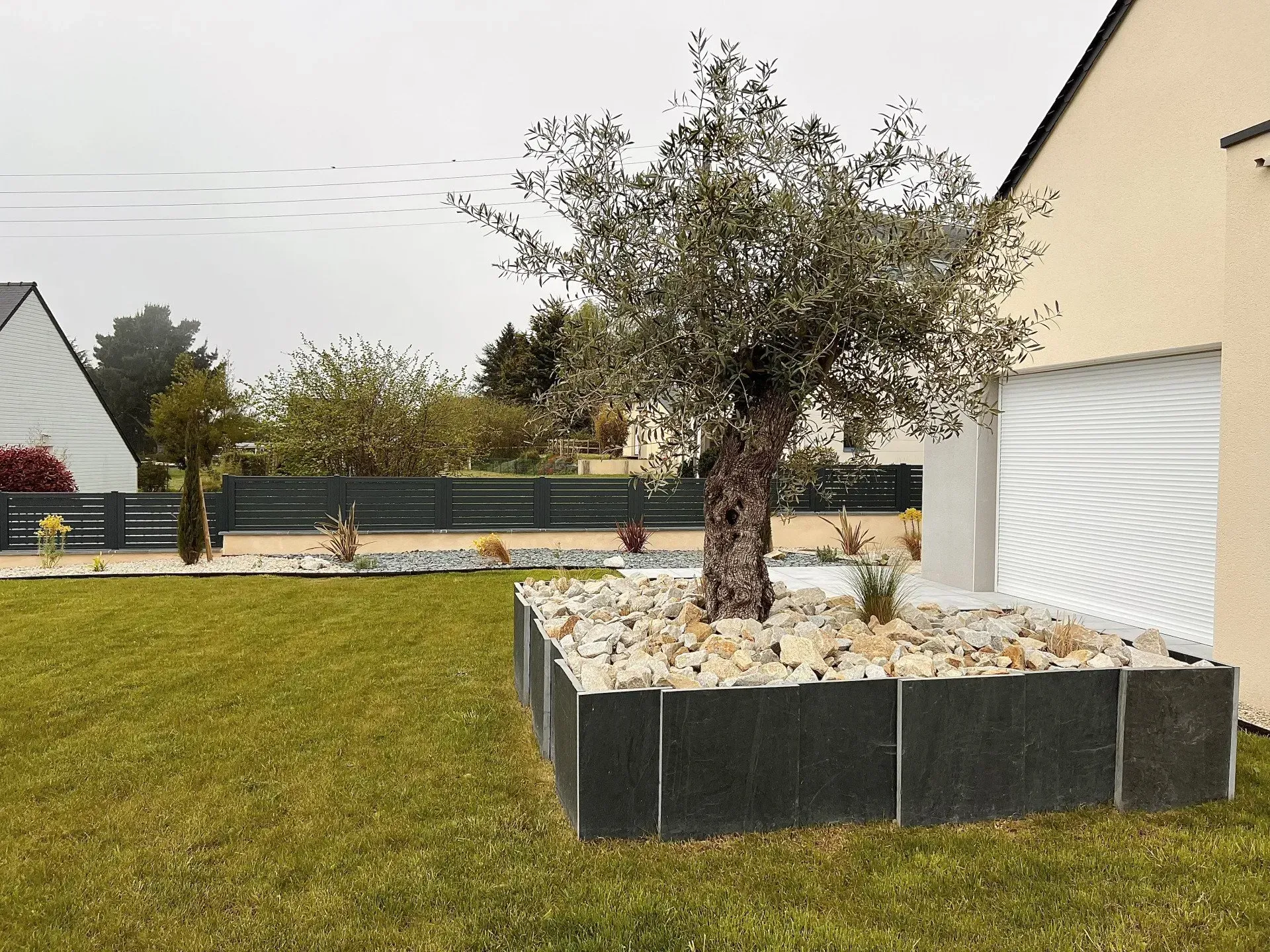 Petit olivier dans un bac noir surélevé, à côté d'une maison beige avec pelouse et clôture en arrière-plan.