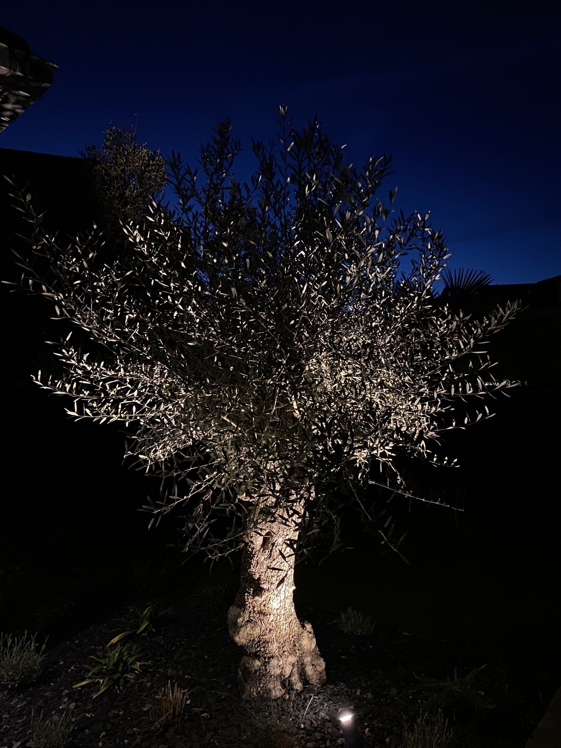 Arbre sans feuilles illuminé par de petites lumières blanches la nuit sur un ciel bleu foncé.