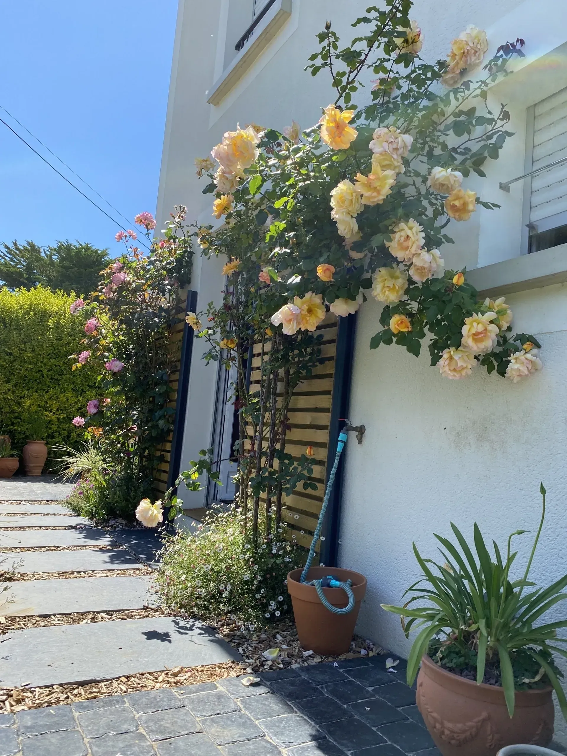 Allée ensoleillée dans le jardin, bordée de rosiers grimpants jaunes et de plantes en pot, longeant une maison blanche.