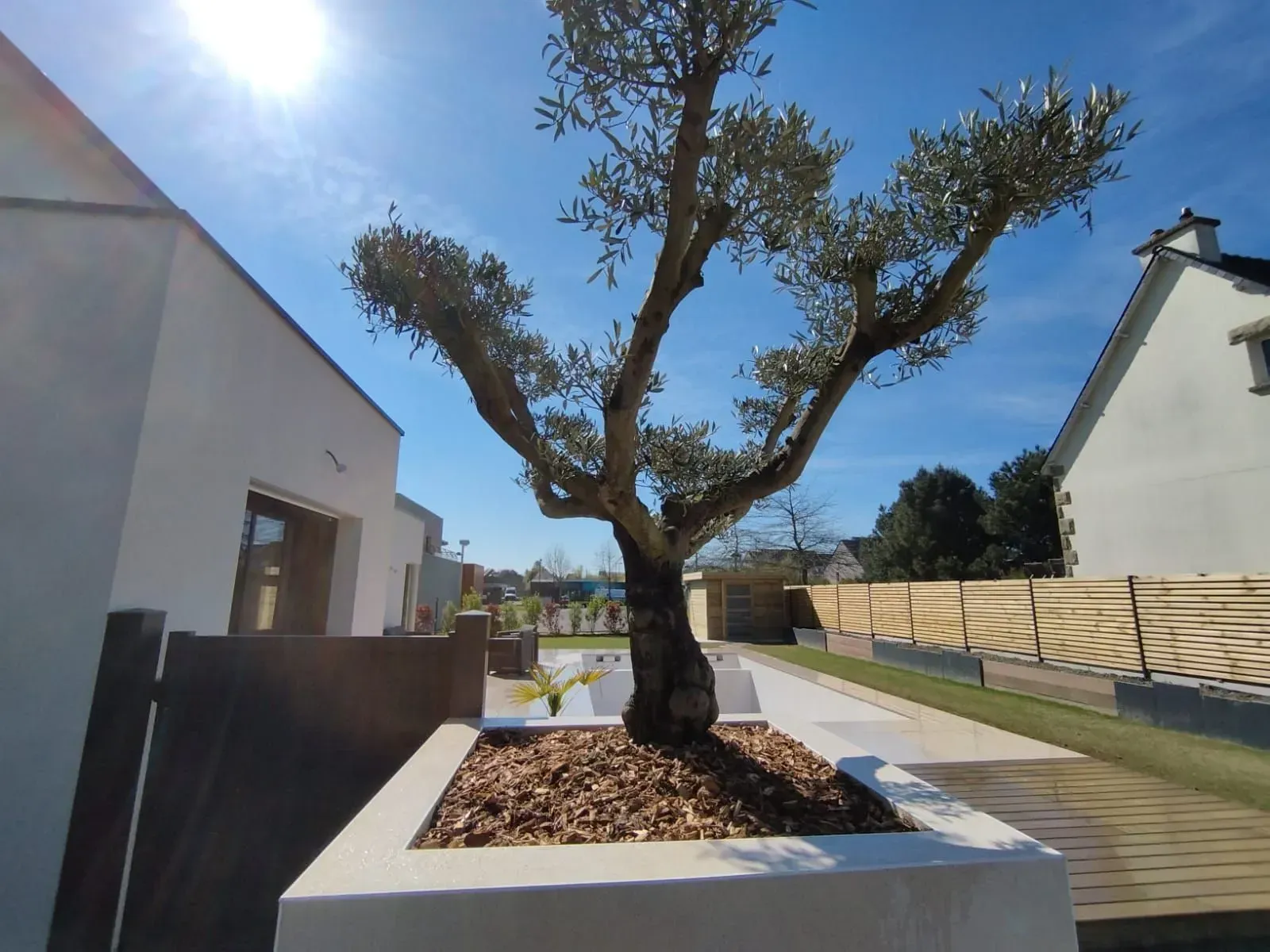 Petit arbre dans une jardinière blanche, le long d'un chemin pavé ensoleillé, entre des bâtiments blancs et une clôture.