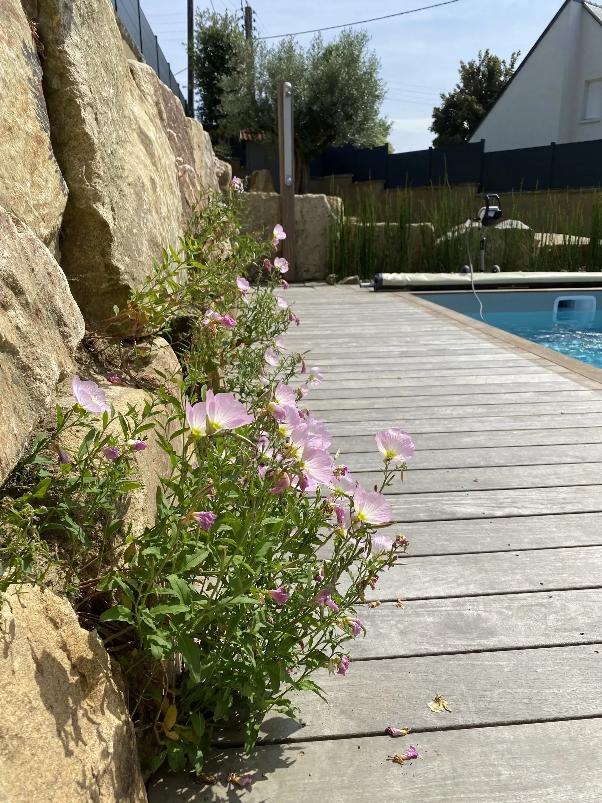Allée de pierres longeant un bassin orné de fleurs roses et un grand mur de pierres dans un jardin ensoleillé.