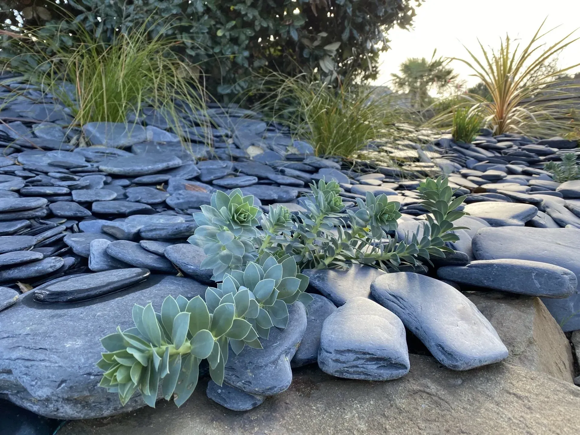 Plantes succulentes dans un jardin de rocaille aménagé avec des couches de pierres grises et d'herbes sèches.