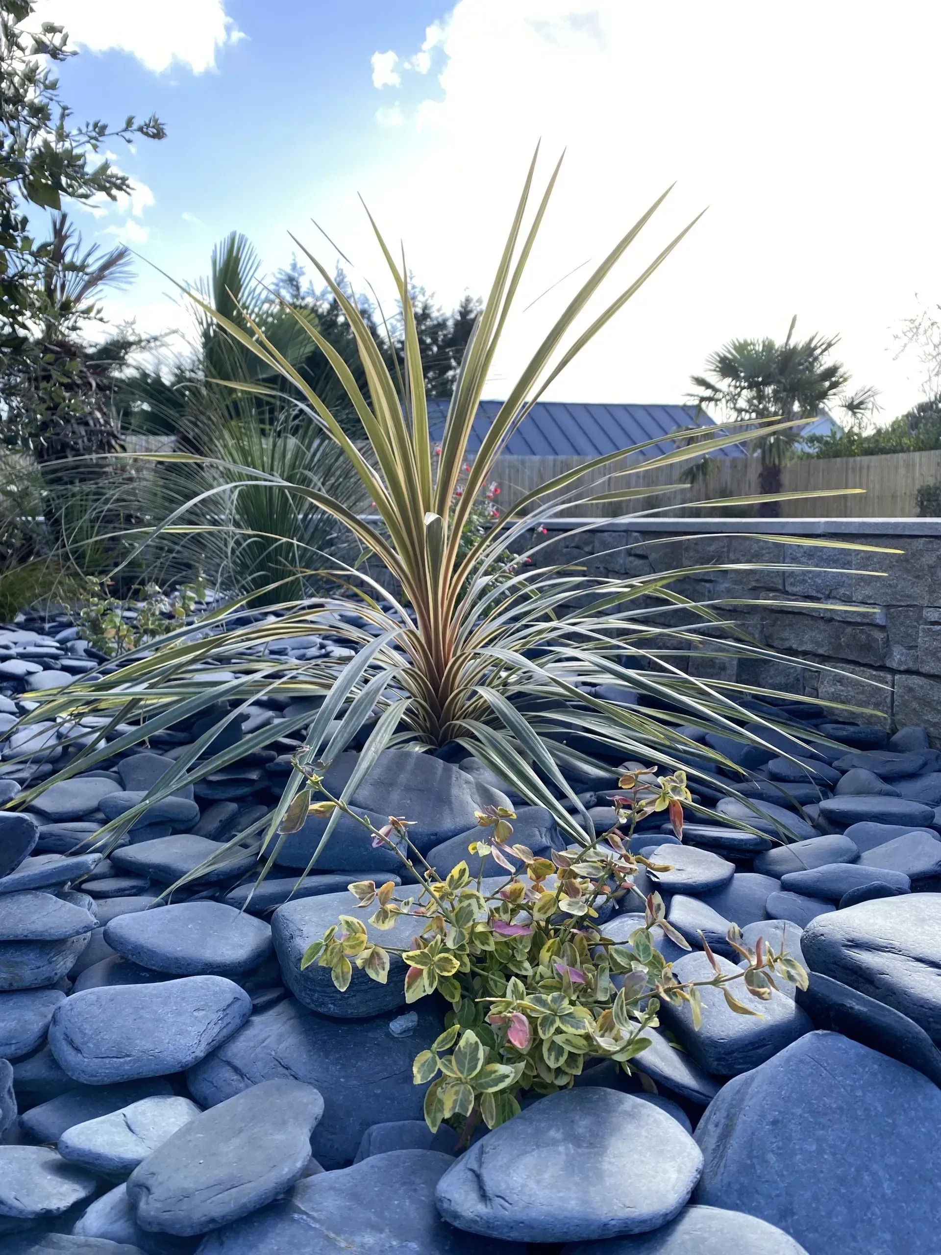Jardin paysager de style désertique avec des plantes succulentes piquantes et des rochers sous un ciel bleu.