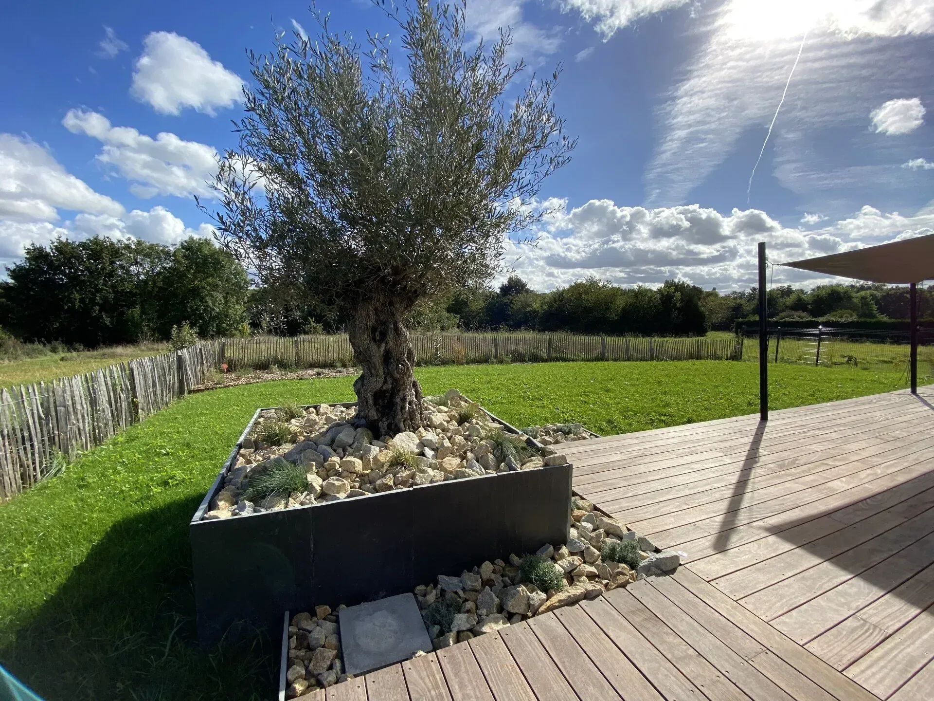 Olivier dans une jardinière surélevée à côté d'une terrasse en bois sous un ciel d'un bleu éclatant.