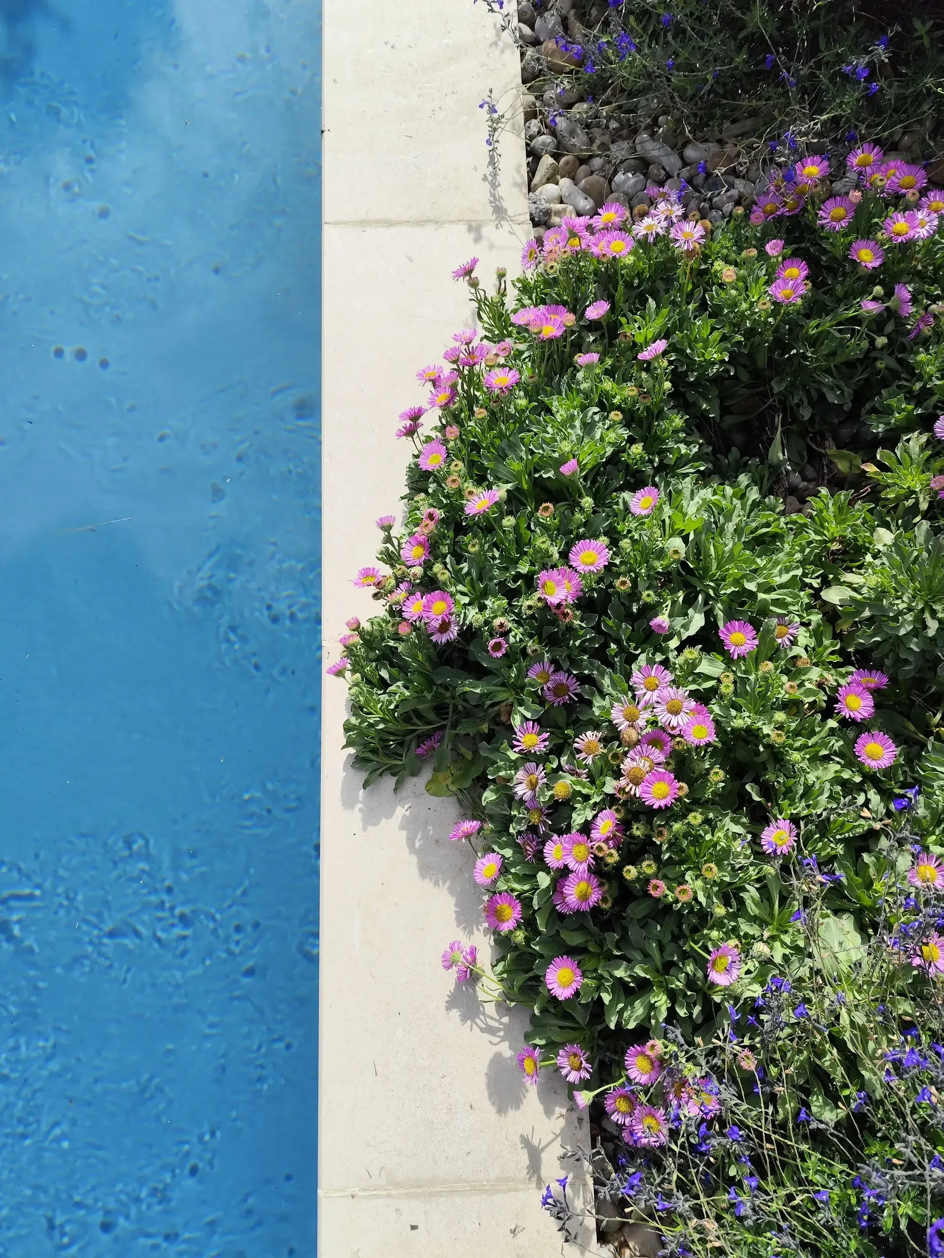 Mur bleu jouxtant un coin en stuc blanc avec un buisson fleuri rose-violet.