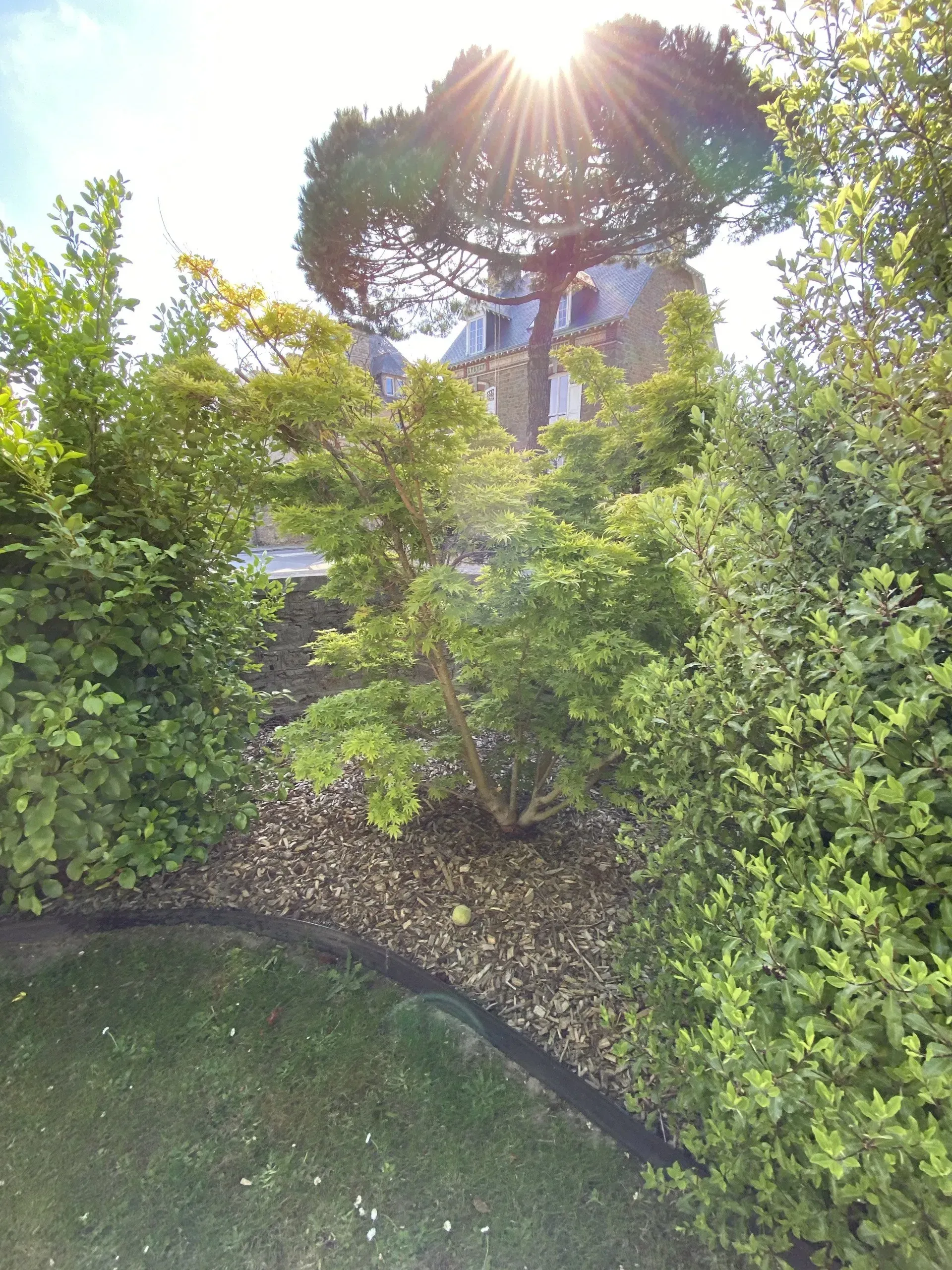 Jardin ensoleillé avec des haies vertes, une bordure de pierre incurvée et un arbre illuminé par la lumière du soleil couchant.