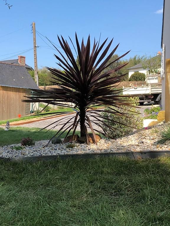 Plante ornementale épineuse d'un bordeaux foncé dans une cour de gravier avec des maisons et un ciel bleu en arrière-plan.