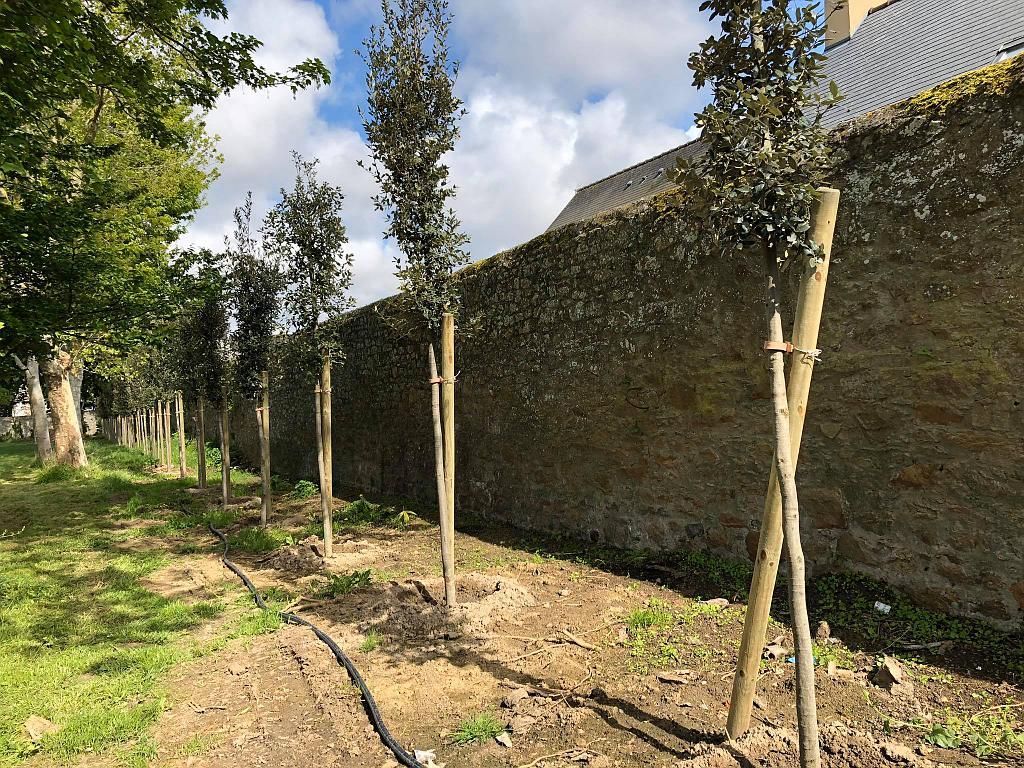 De jeunes arbres tuteurés dans une étroite plate-bande, à côté d'un mur de briques et d'une cour gazonnée.