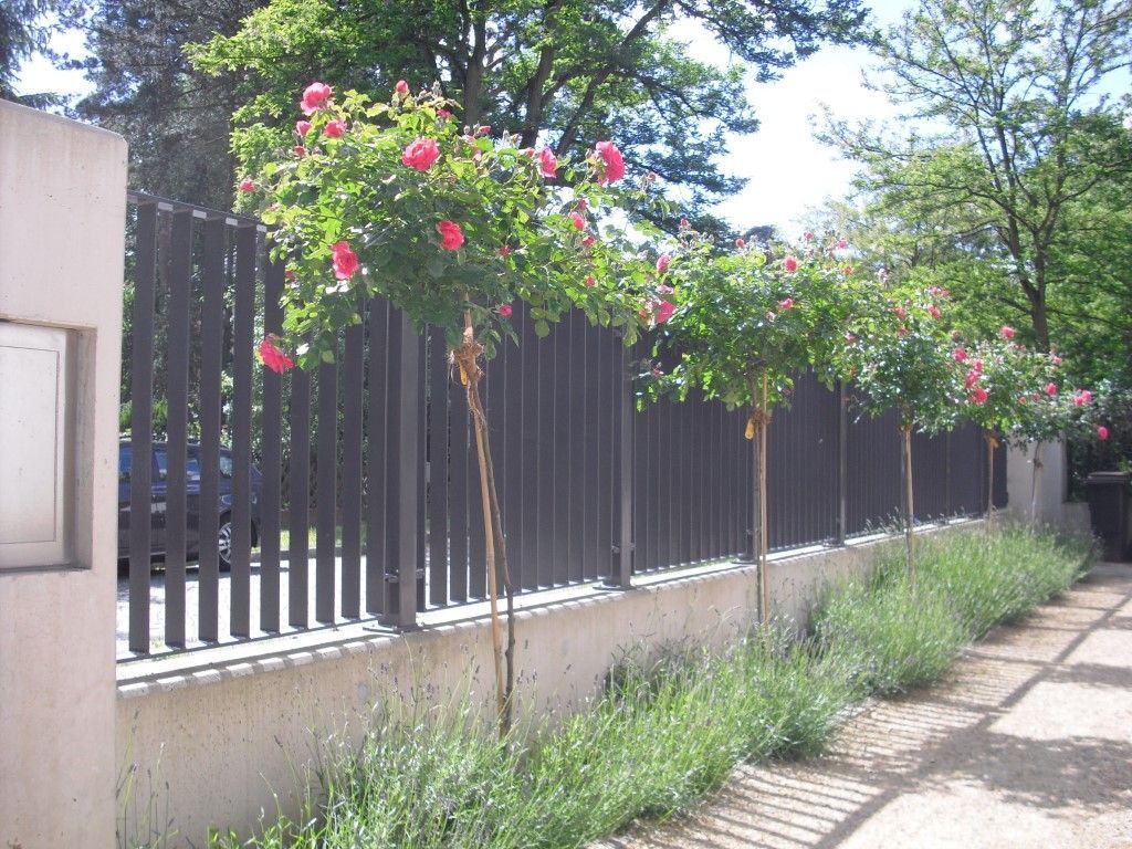 Hochstammrosten mit Lavendell