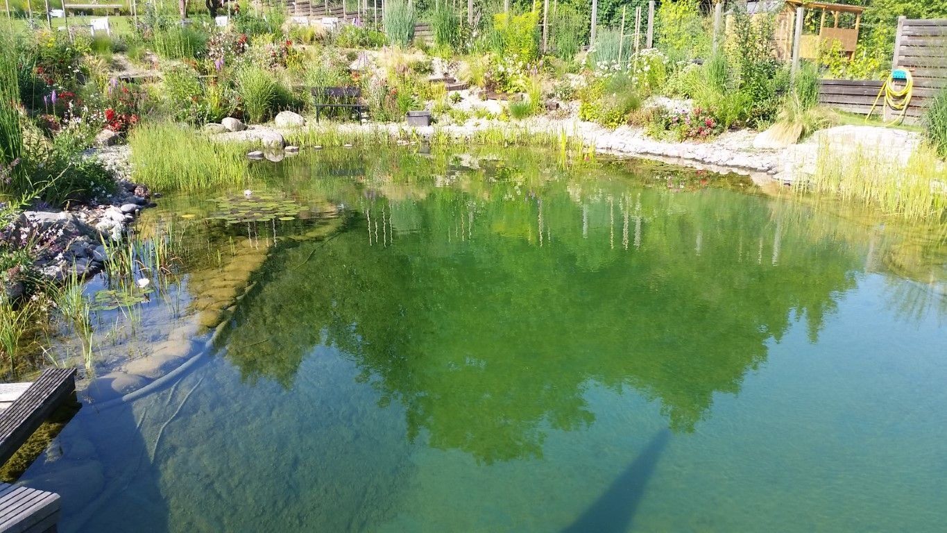Mittelgroßer und naturmodellierter Schwimmteich