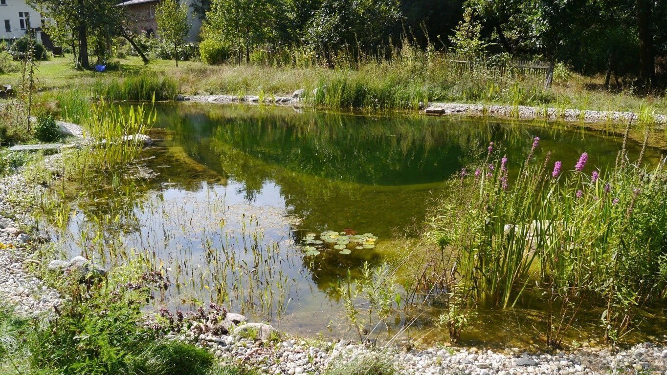 Mittelgroßer und natürlicher Schwimmteich
