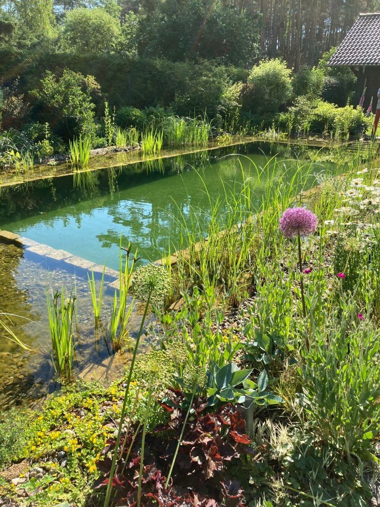 Mittelgroßer Schwimmteich im Sommer