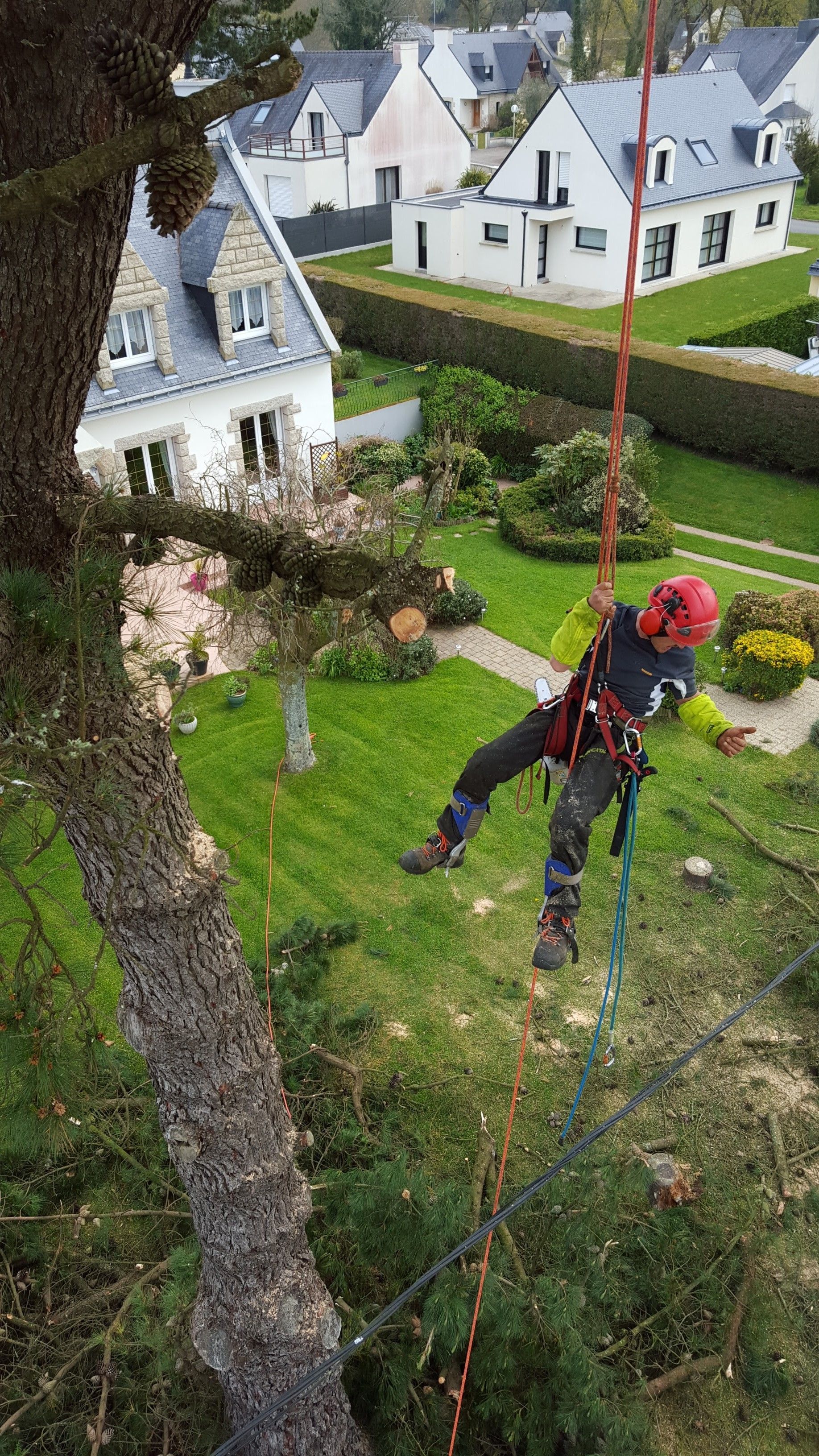 Sécateur qui coupe une branche d'arbre