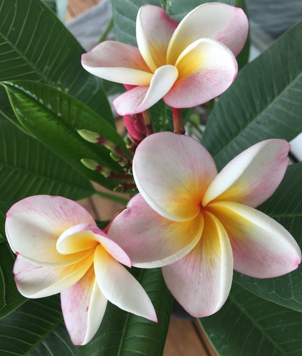 PerLa PrimaVista
